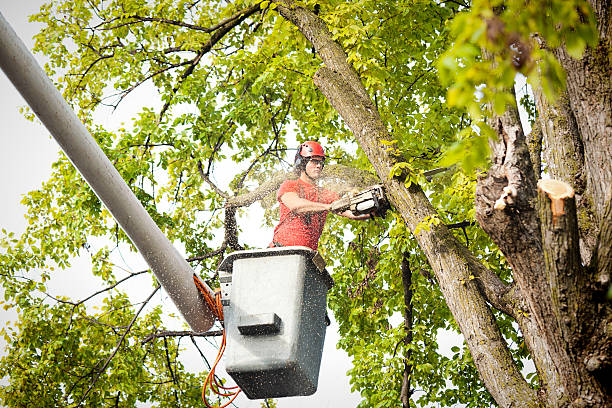 How Our Tree Care Process Works  in  Midway, AR