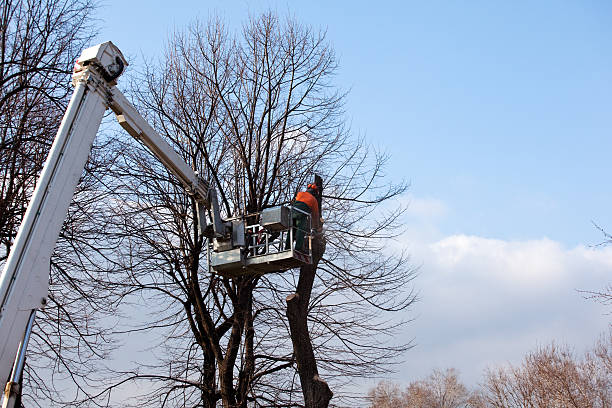 Reliable Midway, AR Tree Care Solutions